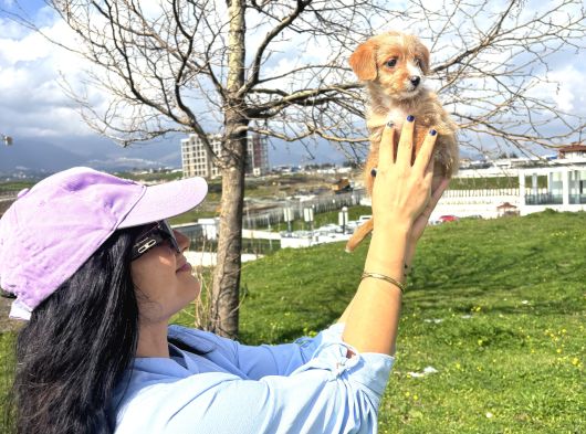 Ev Bakimli Maltipo Bebeğim