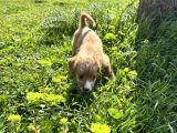 Ev Vakinli Maltipoo Bebeğim