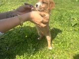 Ev Vakinli Maltipoo Bebeğim