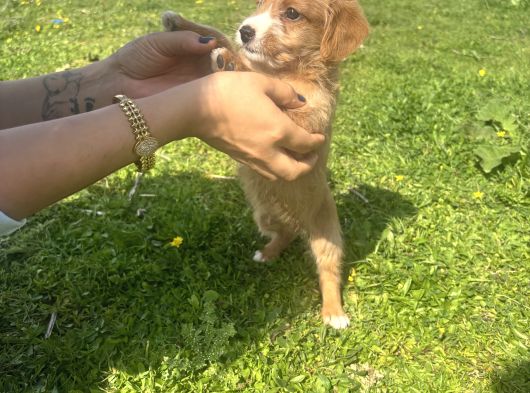 Ev Vakinli Maltipoo Bebeğim görsel