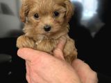 Malti̇poo Ci̇nsi̇ Yavrular Ev Üreti̇mi̇