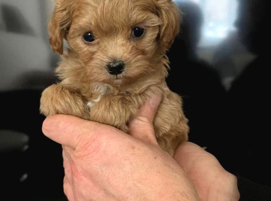 Malti̇poo Ci̇nsi̇ Yavrular Ev Üreti̇mi̇ görsel