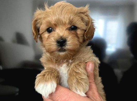 MALTİPOO CİNSİ YAVRULAR EV ÜRETİMİ