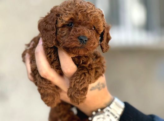 Mükemmel A Kalite Toy Poodle Yavrulrımız