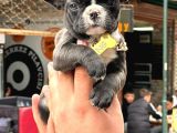 Kaliteli French Bulldog Yavrularmız