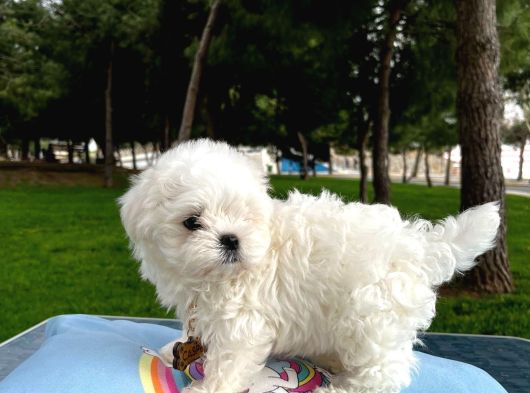 A Kalite Kore Maltese Yavrular görsel