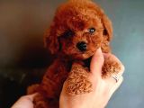 A Kalite Toy Poodle Yavrular
