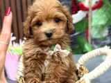 Kahve Tonlu Malti̇poo Ci̇nsi̇ Yavrular