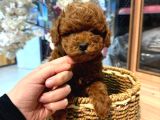 TOY POODLE SEVİMLİ YAVRULAR EV ÜRETİMİ