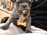 Kaliteli french bulldog yavrularmız