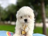 A kalite kore maltese yavrular