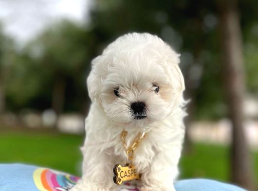 A Kalite Kore Maltese Yavrular