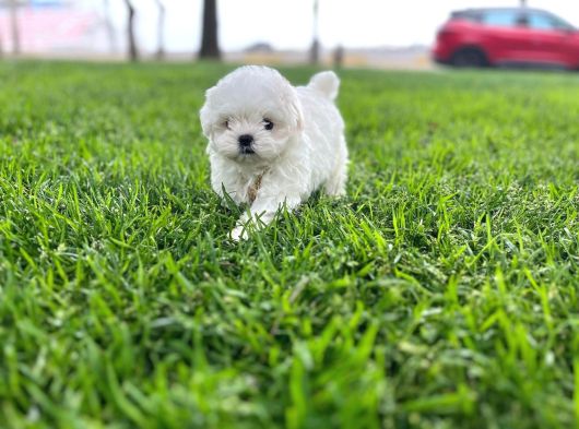A Kalite Kore Maltese Yavrular görsel
