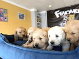 BABY FACE GOLDEN RETRIEWER YAVRULARI SAFKAN BELGELİ ANKARA