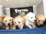 Baby Face Golden Retriewer Yavrulari Safkan Belgeli̇ Ankara