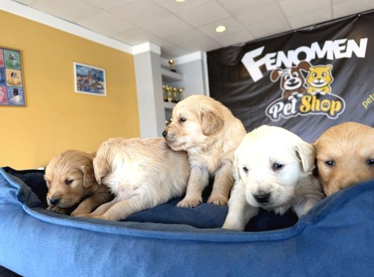 Baby Face Golden Retriewer Yavrulari Safkan Belgeli̇ Ankara görsel