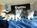 Kedi̇ci̇den Renk Renk British Shorthair Yavrulari Ankara