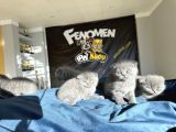 Top Kafa Scottish Fold Yavrulari Fenomen Pet Shop Ankara