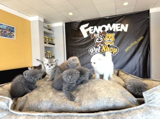 Top Kafa Scottish Fold Yavrulari Fenomen Pet Shop Ankara