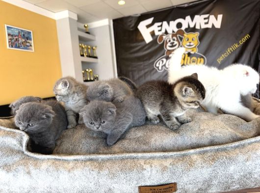 Top Kafa Scottish Fold Yavrulari Fenomen Pet Shop Ankara görsel
