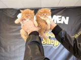 Kedi̇ci̇den Renk Renk British Shorthair Yavrulari Ankara