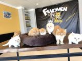 Kedi̇ci̇den Renk Renk British Shorthair Yavrulari Ankara