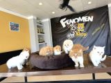 Top Kafa Scottish Fold Yavrulari Fenomen Pet Shop Ankara