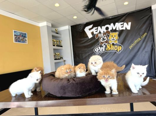 Top Kafa Scottish Fold Yavrulari Fenomen Pet Shop Ankara görsel
