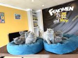 Top Kafa Scottish Fold Yavrulari Fenomen Pet Shop Ankara