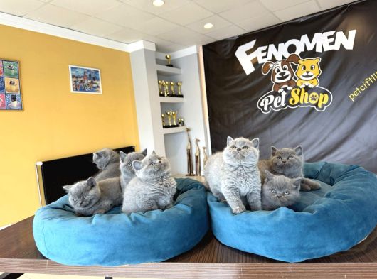Top Kafa Scottish Fold Yavrulari Fenomen Pet Shop Ankara görsel
