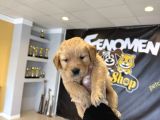 Baby Face Golden Retriewer Yavrulari Safkan Belgeli̇ Ankara