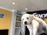 Baby Face Golden Retriewer Yavrulari Safkan Belgeli̇ Ankara