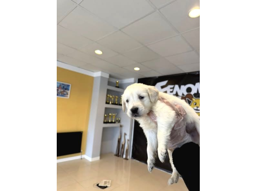 Baby Face Golden Retriewer Yavrulari Safkan Belgeli̇ Ankara görsel