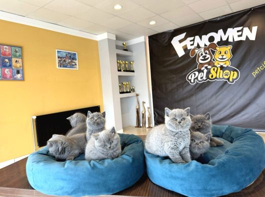 Kedi̇ci̇den Renk Renk British Shorthair Yavrulari Ankara