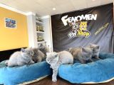 Top Kafa Scottish Fold Yavrulari Fenomen Pet Shop Ankara