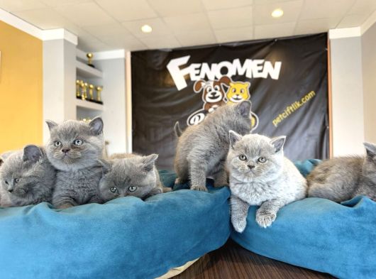 Kedi̇ci̇den Renk Renk British Shorthair Yavrulari Ankara görsel