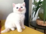 Safkan beyaz kedimiz yeni yuvasını  arıyor