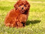 En Özel Toy Poodle Yavrulari İstanbul