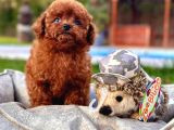 En Özel Toy Poodle Yavrulari İstanbul