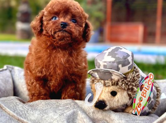 En Özel Toy Poodle Yavrulari İstanbul görsel