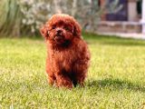 En Özel Toy Poodle Yavrulari İstanbul