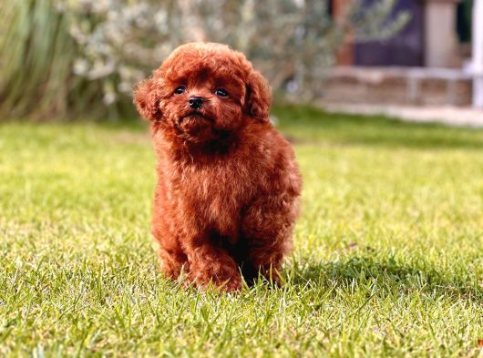 En Özel Toy Poodle Yavrulari İstanbul görsel