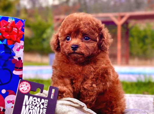 En Özel Toy Poodle Yavrulari İstanbul