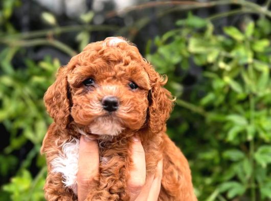 En Mi̇ni̇ Mi̇ni̇ Teacup Kore Kan Maltipoo Bebekleri̇mi̇z görsel