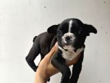 Kaliteli French Bulldog Yavrularmız