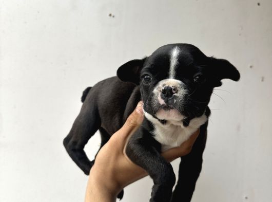 Kaliteli French Bulldog Yavrularmız görsel