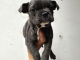 Kaliteli French Bulldog Yavrularmız