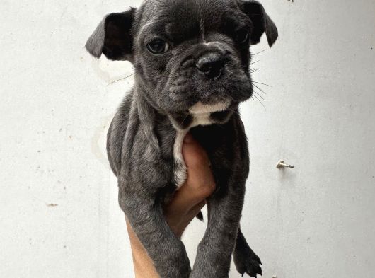 Kaliteli French Bulldog Yavrularmız görsel
