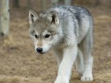 A Kalitede Dişi Erkek Wolfdog Yavrularımız