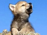 A Kalitede Dişi Erkek Wolfdog Yavrularımız